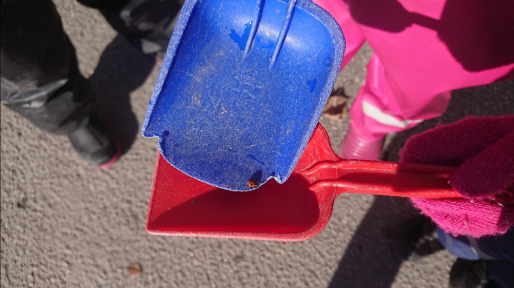 Nyckelpiga i en liten plastspade
